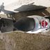 Piaggio Liberty 50 4T