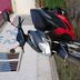 MBK Yamaha jog RR 